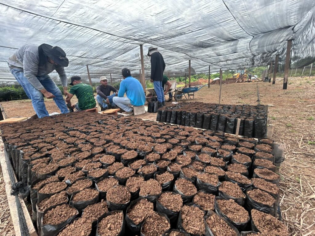 Porto Velho prepara entrega de mudas de cacau para agricultores familiares