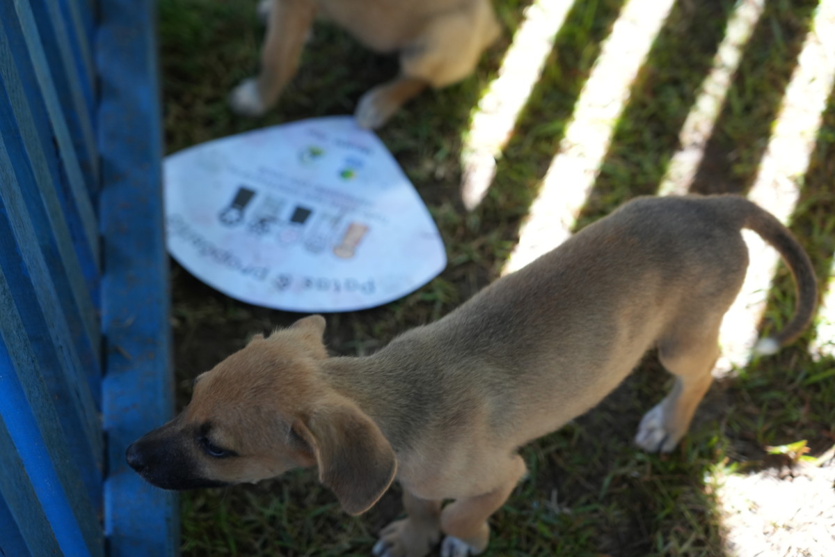 Prefeitura abrirá o chamamento para cadastro de protetoras de animais